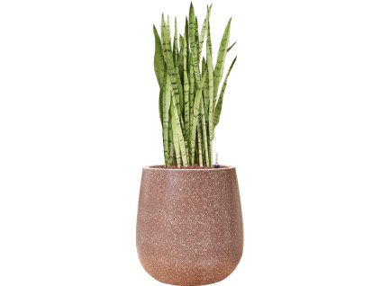 55714 sansevieria trifasciata silver mist in baq terrazzo hydroponie prumer 38 cm