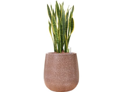 55723 sansevieria trifasciata laurentii in baq terrazzo hydroponie prumer 38 cm