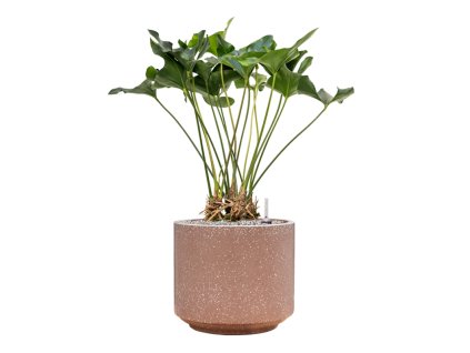 55762 anthurium arrow in baq terrazzo substrat vulkastrat prumer 37 cm