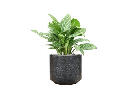 55777 aglaonema stripes in baq terrazzo substrat vulkastrat prumer 37 cm