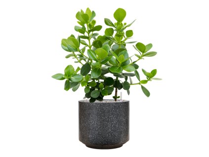 55780 clusia rosea princess in baq terrazzo substrat vulkastrat prumer 37 cm