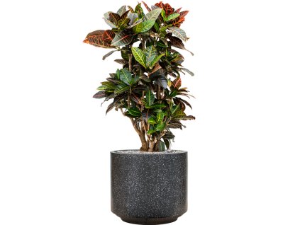 55789 croton codiaeum variegatum petra in baq terrazzo substrat vulkastrat prumer 37 cm