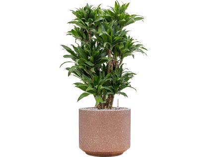 55807 dracaena fragrans compacta in baq terrazzo substrat vulkastrat prumer 37 cm