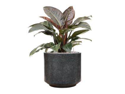 55819 philodendron hydroponieimperial red in baq terrazzo substrat vulkastrat prumer 43 cm