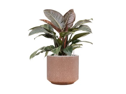 55822 philodendron hydroponieimperial red in baq terrazzo substrat vulkastrat prumer 37 cm