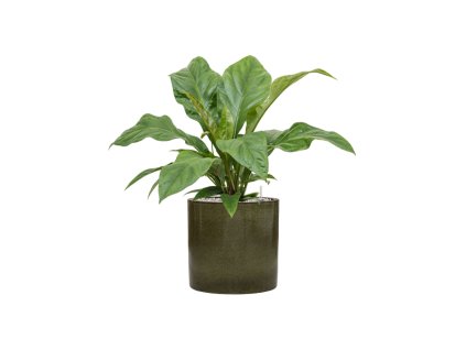 55990 anthurium elipticum jungle bush v obalu cylinder substrat vulkastrat prumer 30 cm