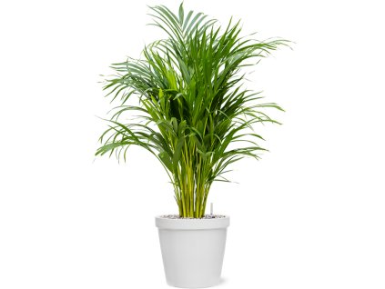 55999 dypsis areca lutescens v obalu feliz substrat vulkastrat prumer 25 cm