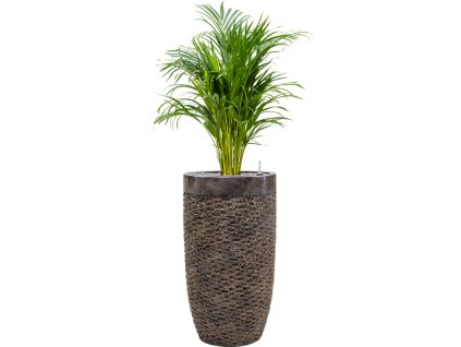 56002 dypsis areca lutescens v obalu baq luxe lite universe layer substrat vulkastrat prumer 38 cm