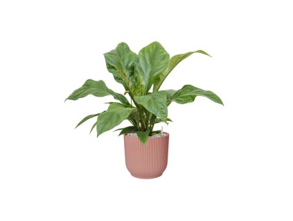 56035 anthurium elipticum jungle bush v obalu vibes fold substrat vulkastrat prumer 25 cm