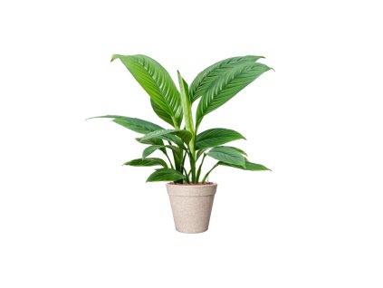 56053 spathiphyllum sensation v obalu fibrics bamboo hydroponie prumer 25 cm