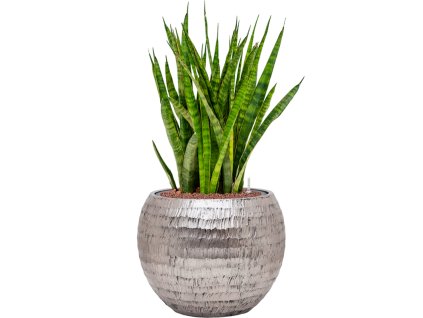 56116 sansevieria kirkii v obalu baq opus hammered hydroponie prumer 40 cm