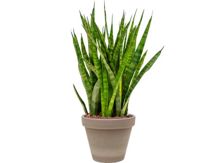 56125 sansevieria kirkii v obalu terra cotta hydroponie prumer 24 cm