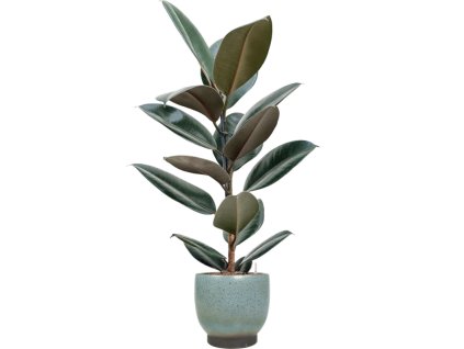 56155 ficus elastica abidjan v obalu linn hydroponie prumer 25 cm