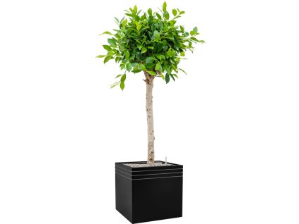 56161 ficus microcarpa nitida v obalu baq line up substrat vulkastrat