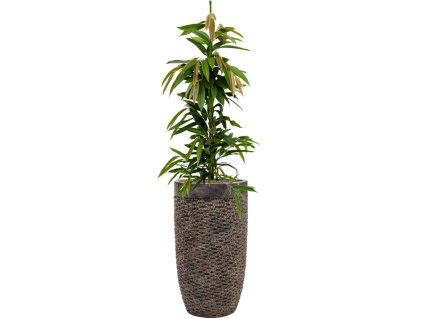 56191 ficus binnendijkii amstel king v obalu baq luxe lite universe hydroponie prumer 38 cm