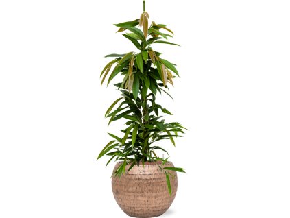 56197 ficus binnendijkii amstel king v obalu baq opus hammered hydroponie prumer 40 cm