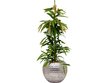 56200 ficus binnendijkii amstel king v obalu baq opus hammered hydroponie prumer 40 cm