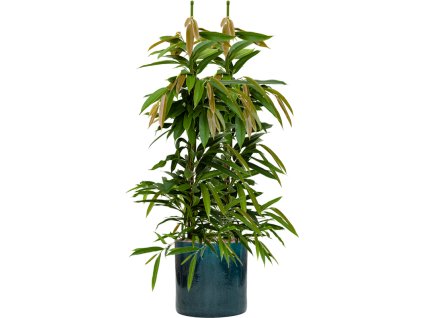 56203 ficus binnendijkii amstel king v obalu cylinder hydroponie prumer 30 cm