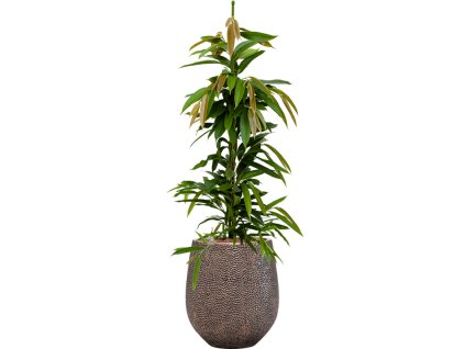 56212 ficus binnendijkii amstel king v obalu baq opus hit hydroponie prumer 38 cm
