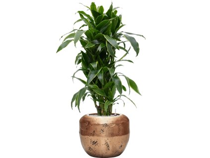 56239 dracaena fragrans arturo v obalu baq opus raw substrat vulkastrat prumer 50 cm