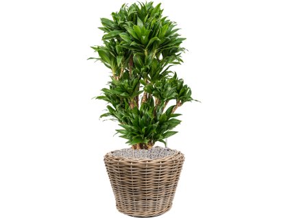 56302 dracaena fragrans compacta v obalu drypot rattan substrat vulkastrat prumer 43 cm