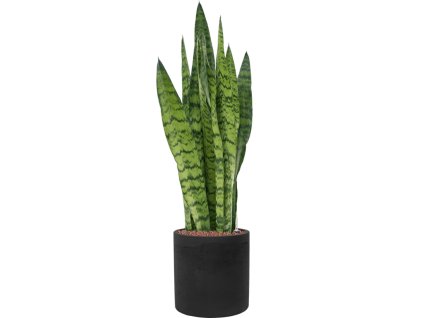 56341 sansevieria zeylanica v obalu rough hydroponie prumer 25 cm