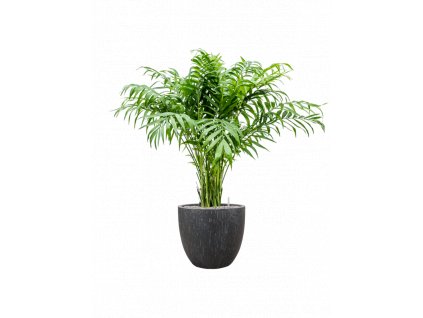 56353 chamaedorea elegans v obalu baq raindrop substrat vulkastrat prumer 37 cm
