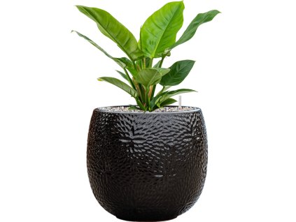 56473 philodendron imperial green v obalu marly substrat vulkastrat prumer 30 cm