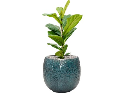 56479 ficus lyrata v obalu marly substrat vulkastrat prumer 30 cm