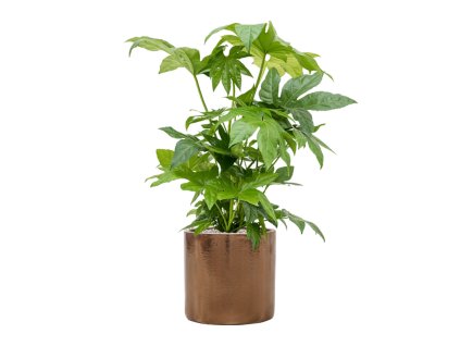 56554 fatsia japonica v obalu cylinder substrat vulkastrat prumer 30 cm