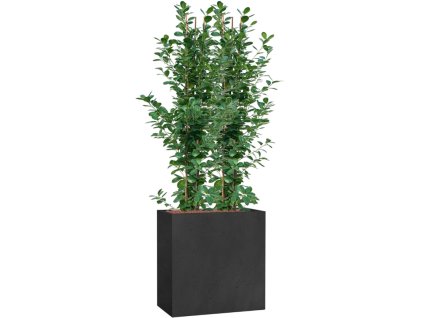 56572 ficus microcarpa moclame v obalu grigio hydroponie