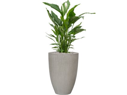 56575 spathiphyllum sweet sebastiano v obalu ridged vertically substrat vulkastrat prumer 41 cm