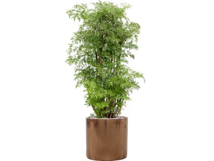 56578 aralia polyscias ming v obalu cylinder substrat vulkastrat prumer 30 cm