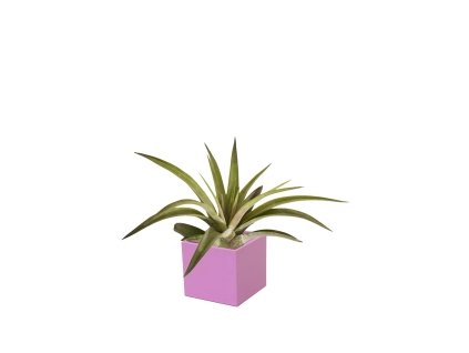 Set magnetického květináče CUBE 3,5cm s Tillandsia Capitata, fialovorůžová