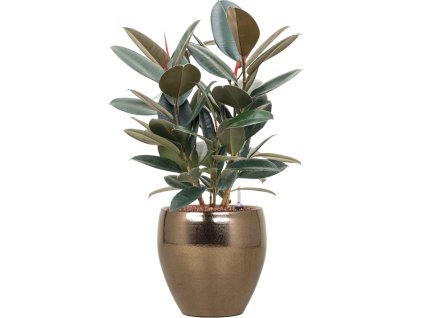 56644 ficus elastica abidjan v obalu amora hydroponie prumer 26 cm