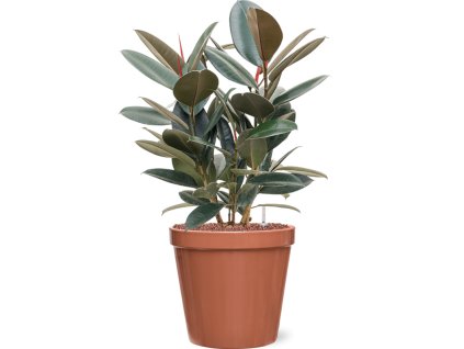 56650 ficus elastica abidjan v obalu feliz hydroponie prumer 28 cm