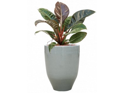 56656 philodendron imperial red v obalu one and only hydroponie prumer 25 cm