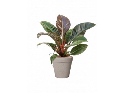 56662 philodendron imperial red v obalu fibrics bamboo hydroponie prumer 25 cm