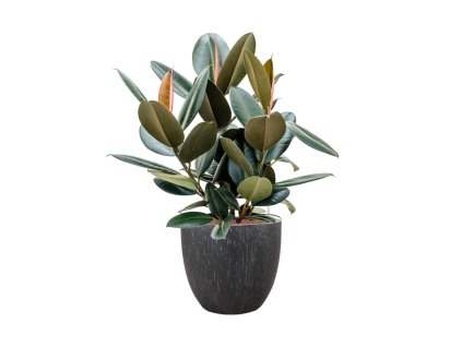 56665 ficus elastica abidjan v obalu baq raindrop hydroponie prumer 37 cm