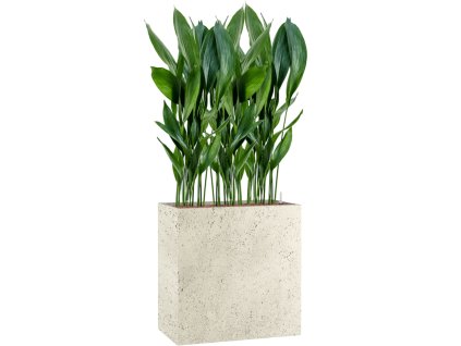56731 aspidistra elatior v obalu grigio hydroponie