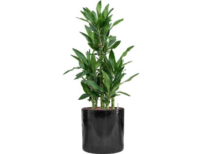 56755 dracaena fragrans burundii v obalu cylinder hydroponie prumer 30 cm