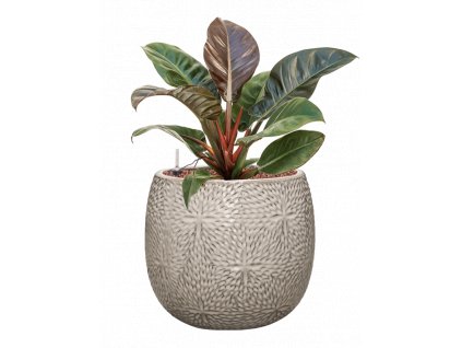 56773 philodendron imperial red v obalu marly hydroponie prumer 30 cm