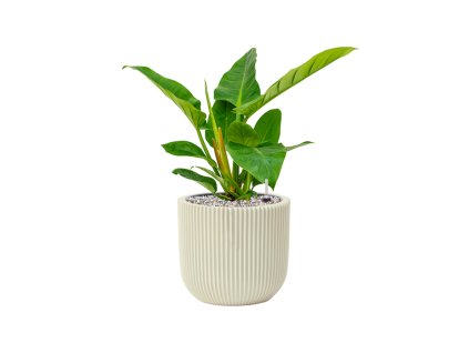 56860 philodendron imperial green v obalu capi nature groove special substrat vulkastrat prumer 23 cm