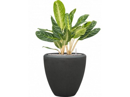 56905 aglaonema key lime v obalu baq polystone plain substrat vulkastrat prumer 40 cm