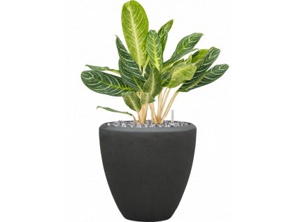 56911 aglaonema key lime v obalu baq polystone plain substrat vulkastrat s kaminky prumer 40 cm