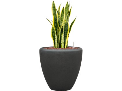 56917 sansevieria trifasciata laurentii v obalu baq polystone plain hydroponie prumer 40 cm