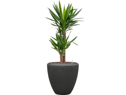 56923 yucca elephantipes v obalu baq polystone plain hydroponie prumer 40 cm