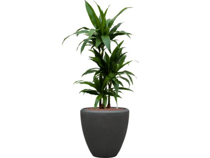 56926 dracaena fragrans janet craig v obalu baq polystone plain hydroponie prumer 40 cm