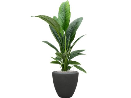 56941 spathiphyllum sensation v obalu baq polystone plain substrat vulkastrat prumer 40 cm