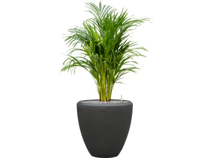 56956 dypsis areca lutescens v obalu baq polystone plain substrat vulkastrat prumer 40 cm